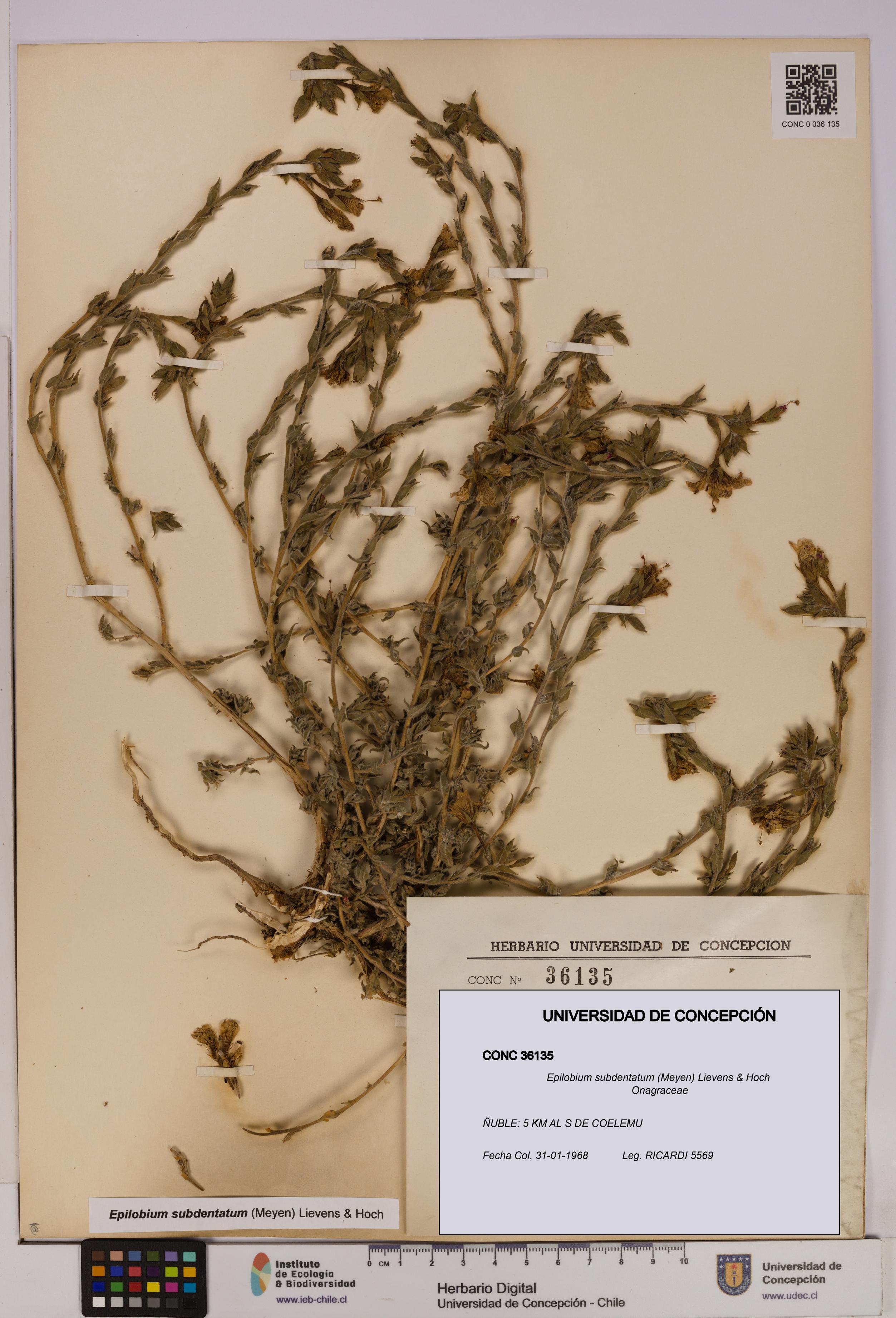Epilobium subdentatum [Espécimen: UDEC:CONC:0036135]