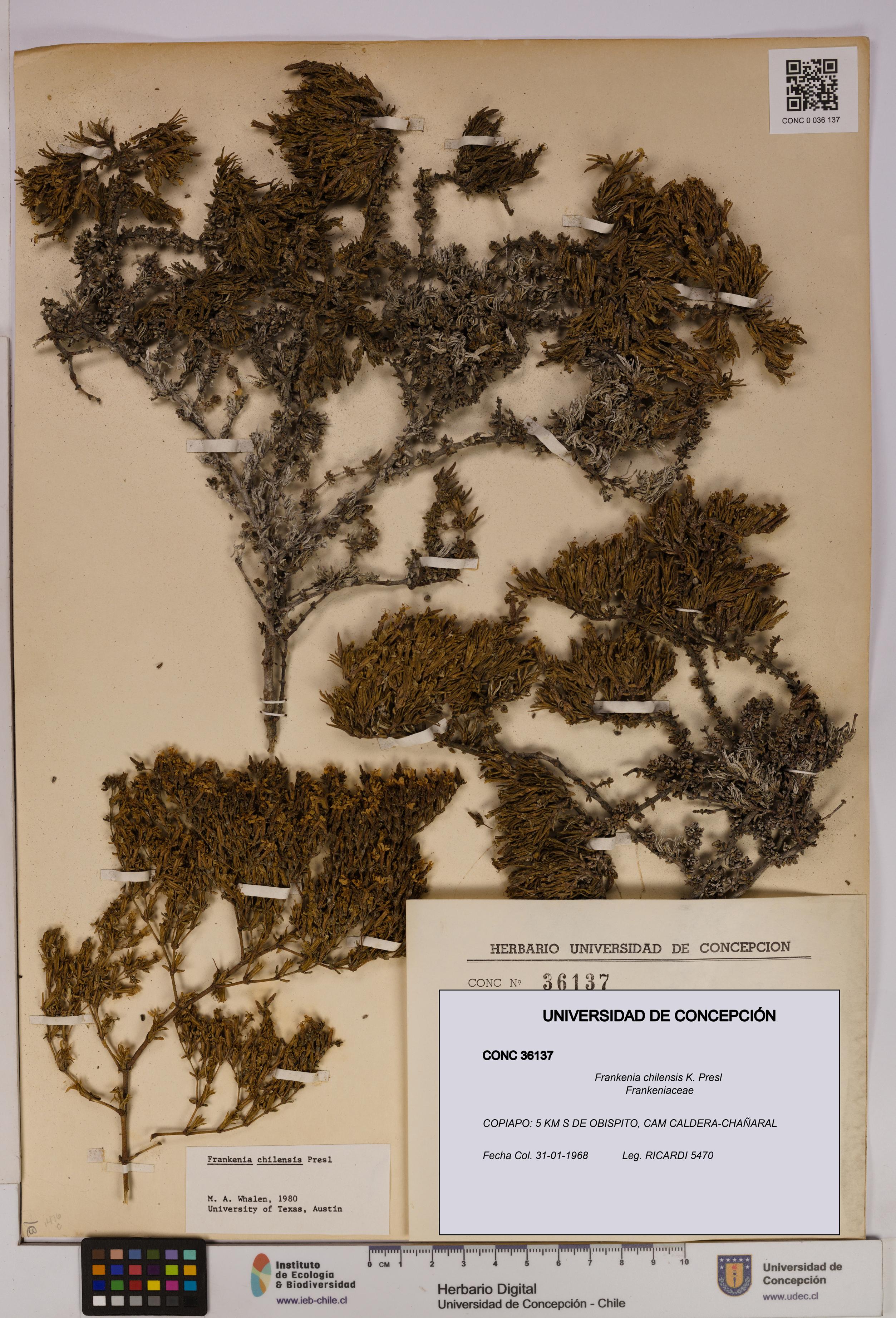 Frankenia chilensis [Espécimen: UDEC:CONC:0036137]