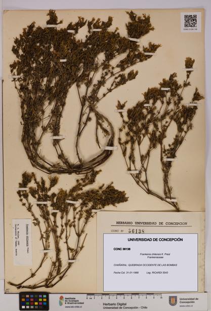 Frankenia chilensis [Espécimen: UDEC:CONC:0036138]