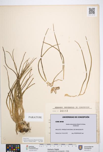 Isoetes araucaniana [Espécimen: UDEC:CONC:0036183]