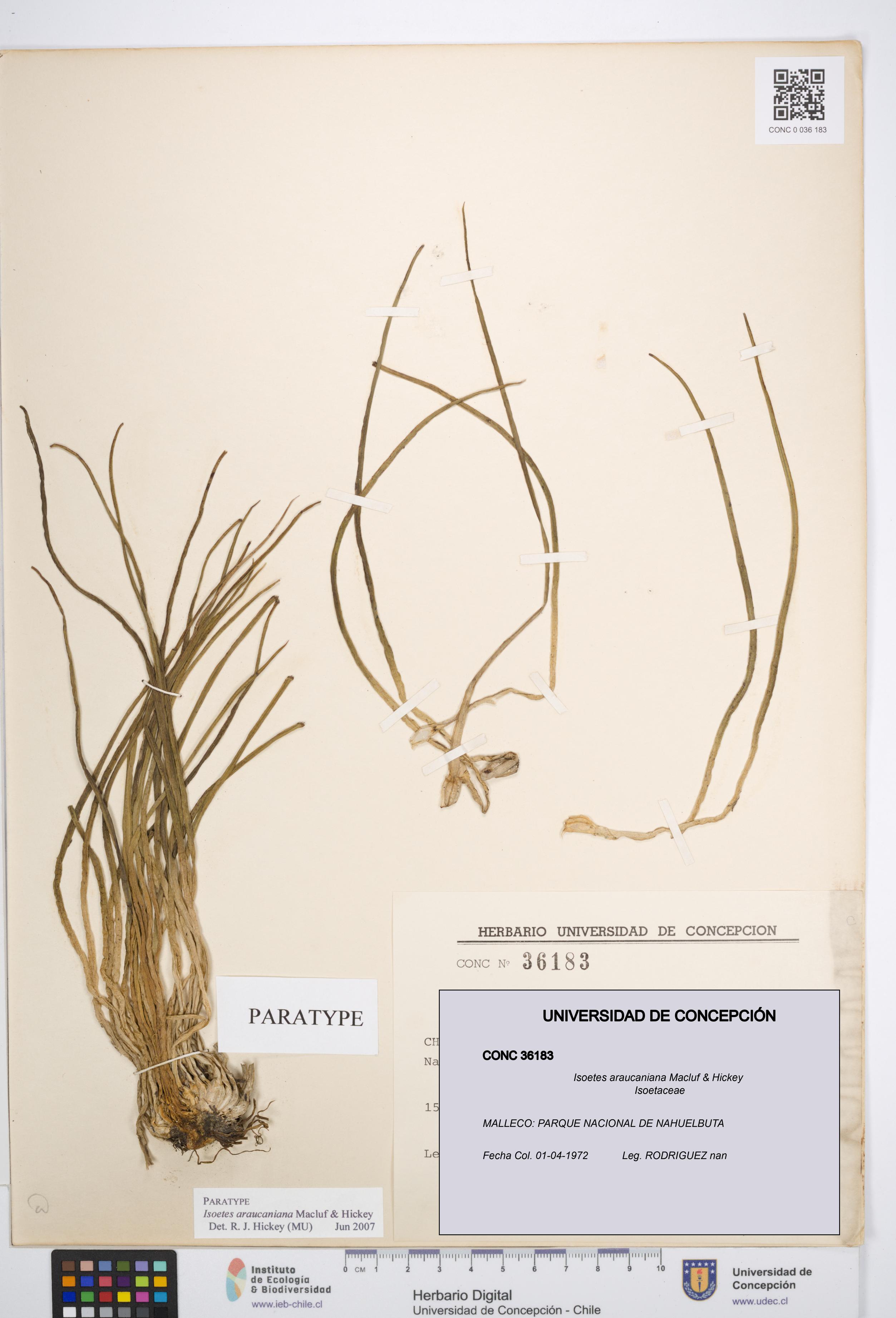 Isoetes araucaniana [Espécimen: UDEC:CONC:0036183]