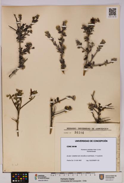 Krameria cistoidea [Espécimen: UDEC:CONC:0036186]