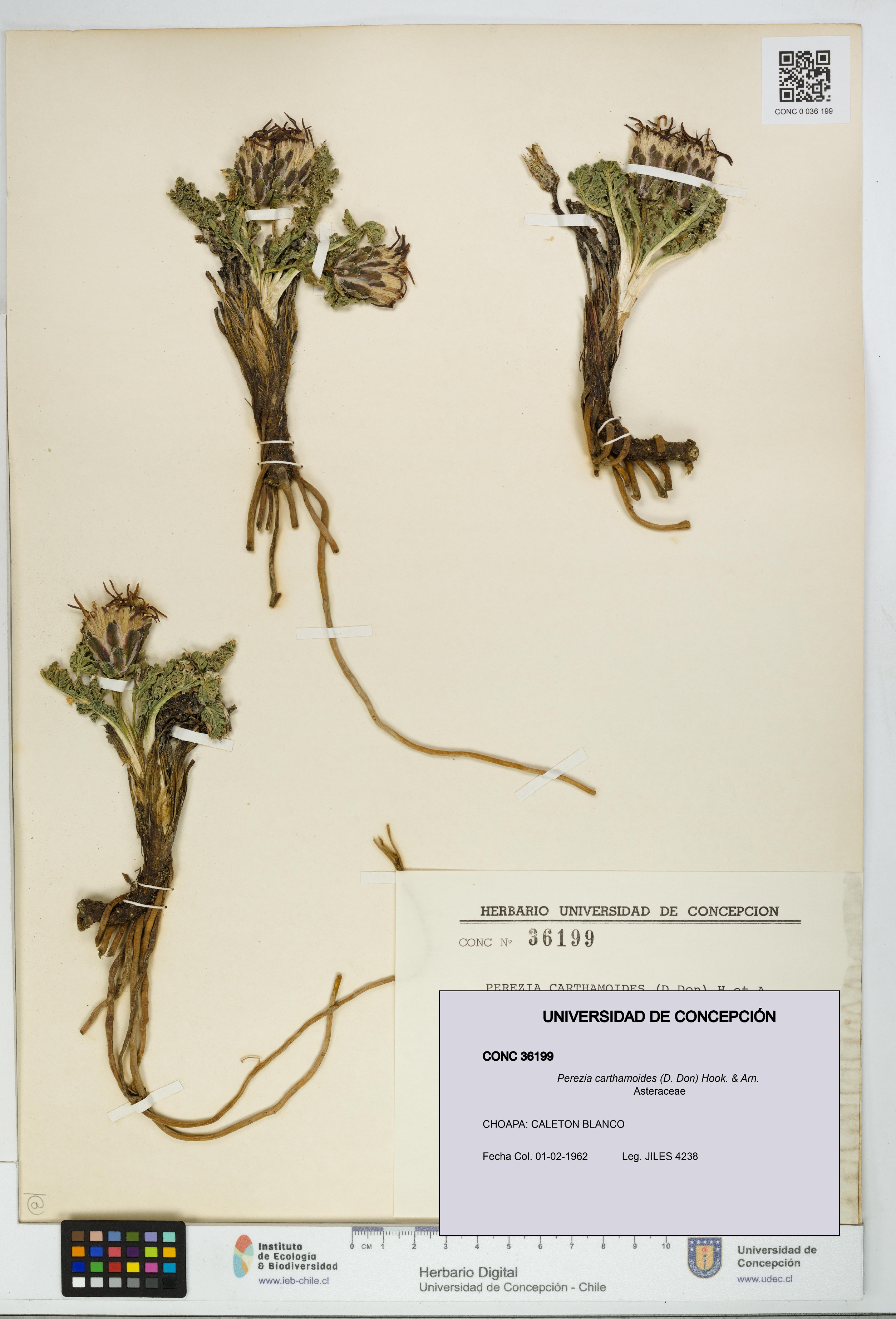 Perezia carthamoides [Espécimen: UDEC:CONC:0036199]