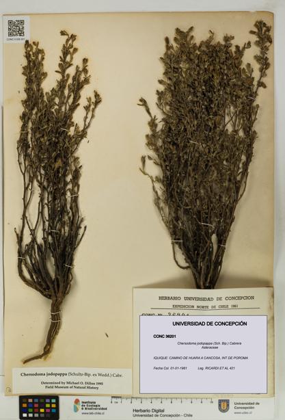 Chersodoma jodopappa [Espécimen: UDEC:CONC:0036201]