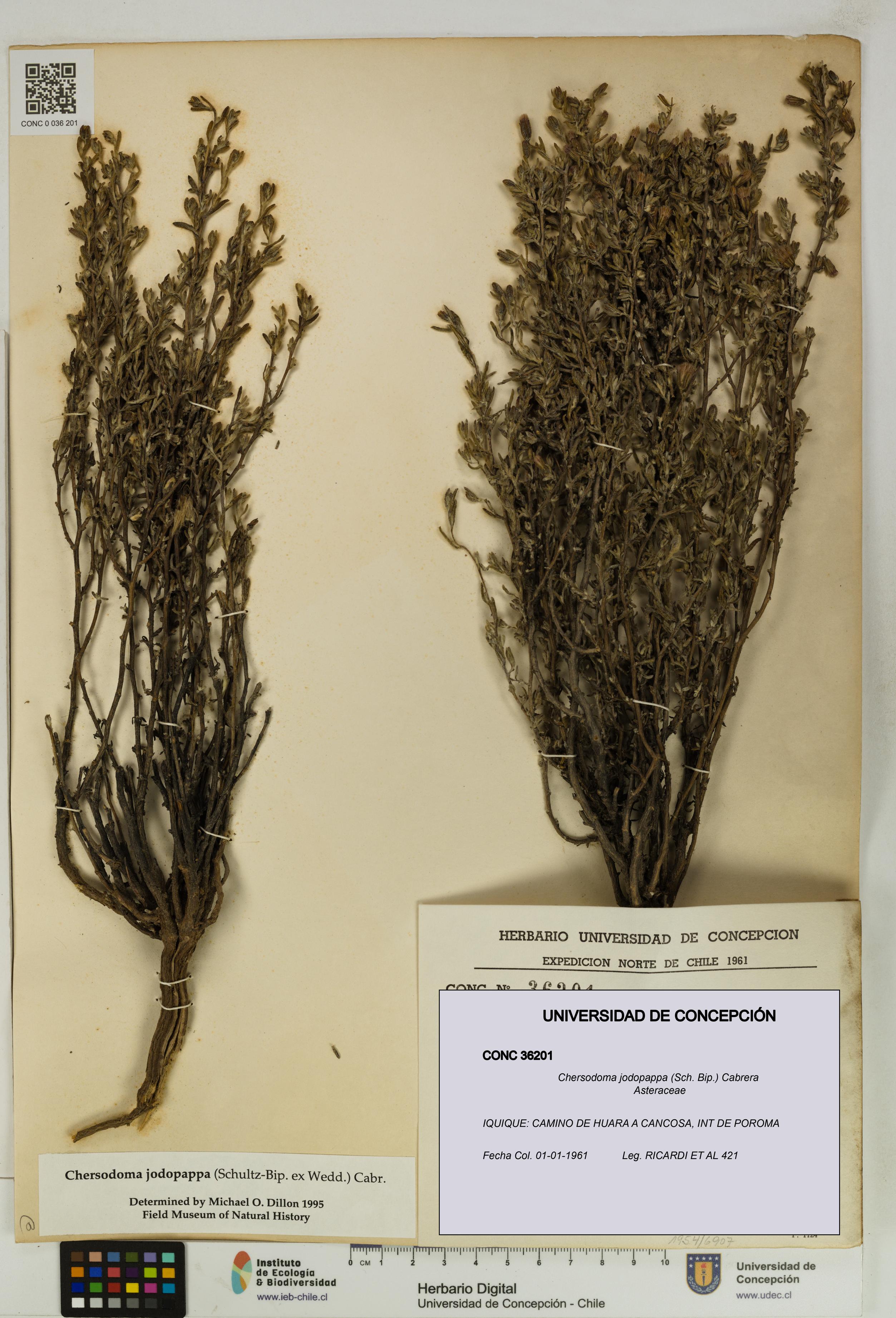 Chersodoma jodopappa [Espécimen: UDEC:CONC:0036201]