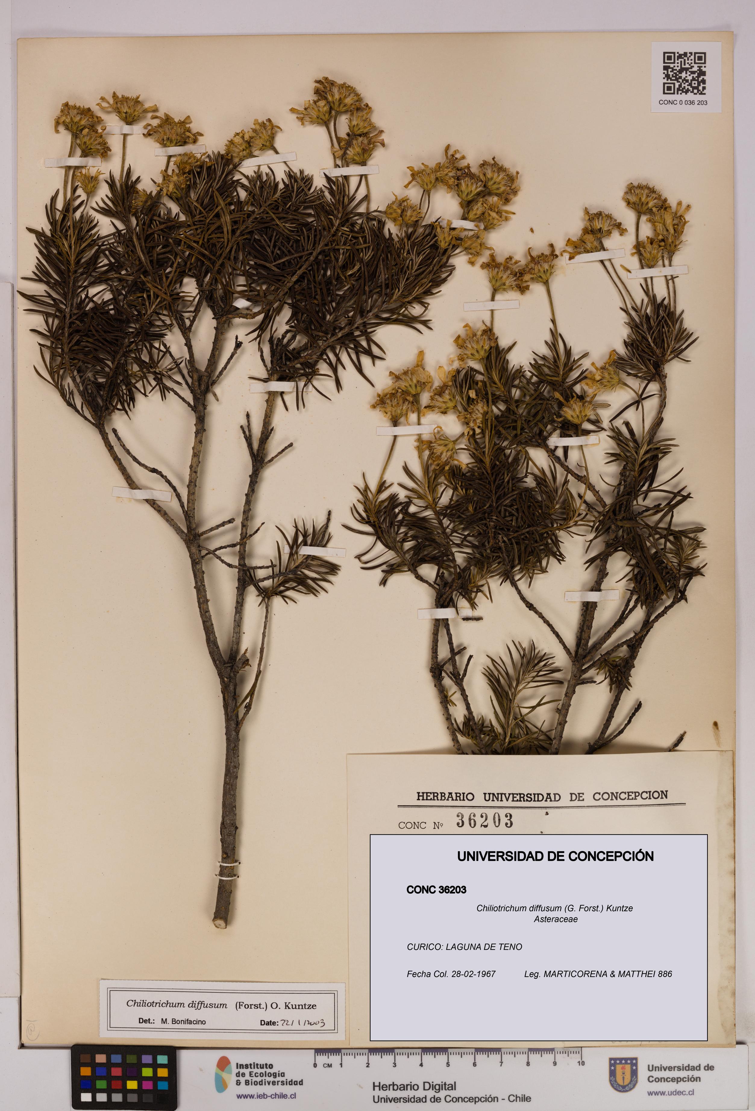 Chiliotrichum diffusum [Espécimen: UDEC:CONC:0036203]