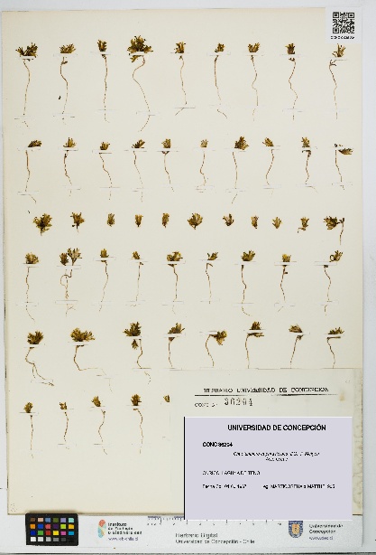 Chaetanthera euphrasioides [Espécimen: UDEC:CONC:0036204]