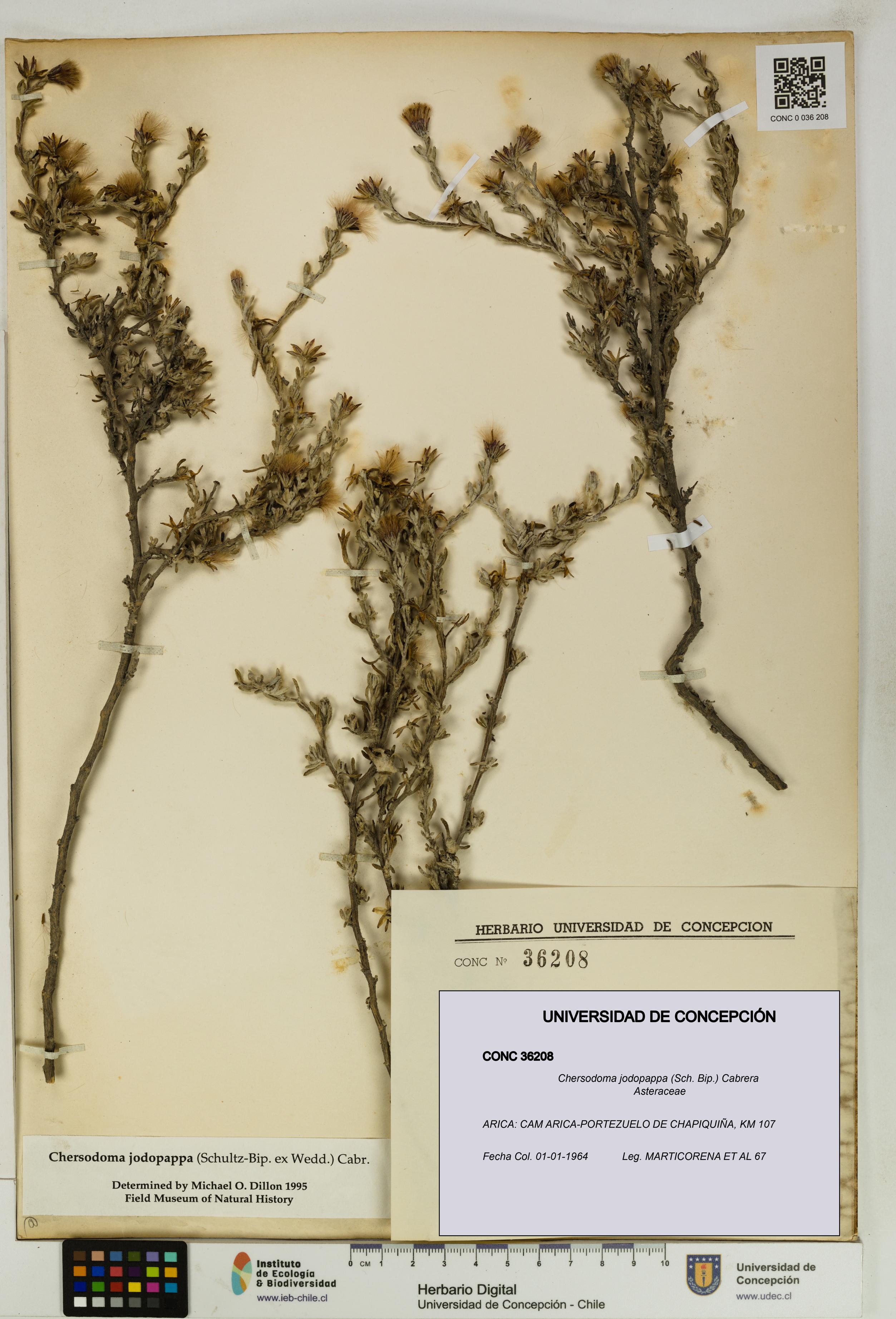 Chersodoma jodopappa [Espécimen: UDEC:CONC:0036208]