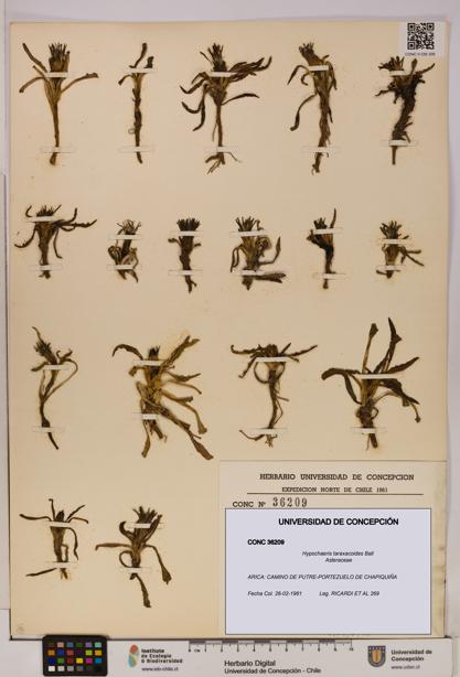 Hypochaeris taraxacoides [Espécimen: UDEC:CONC:0036209]