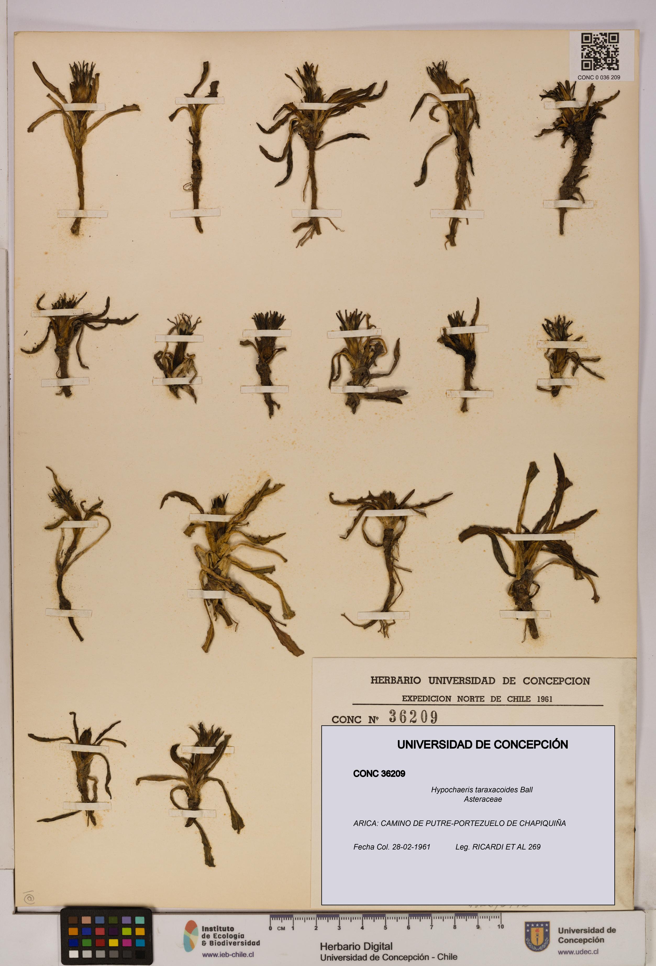 Hypochaeris taraxacoides [Espécimen: UDEC:CONC:0036209]