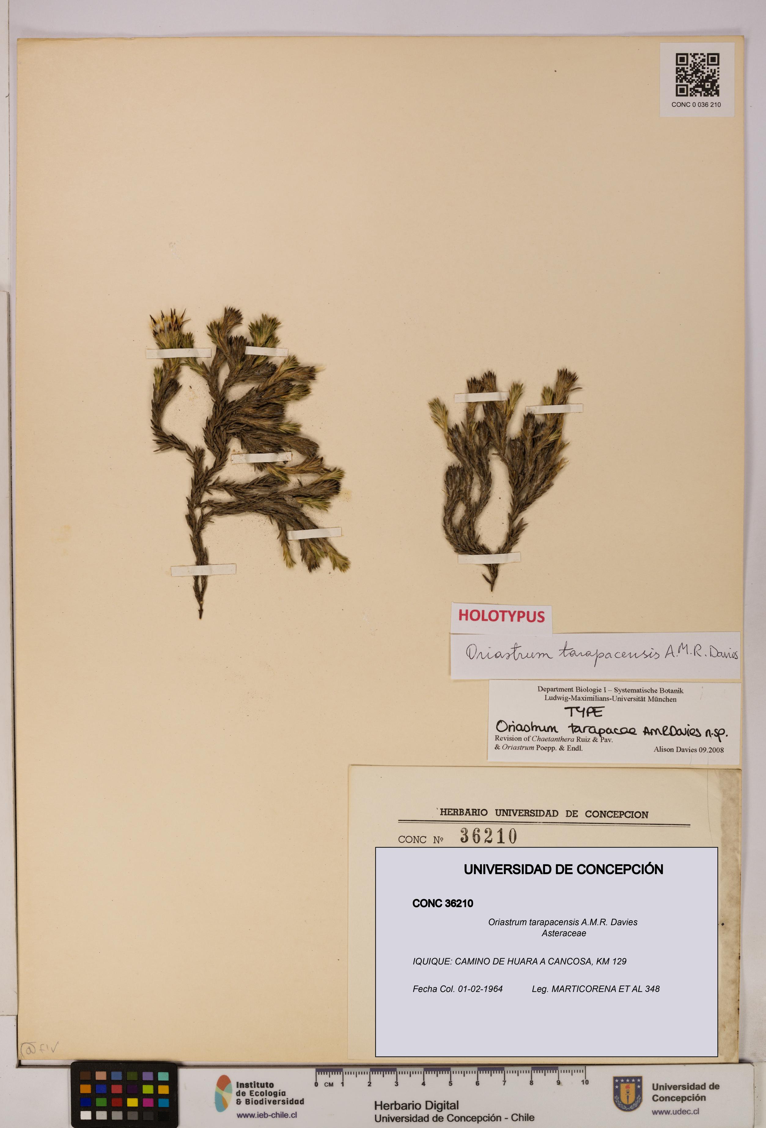 Oriastrum tarapacensis [Espécimen: UDEC:CONC:0036210]