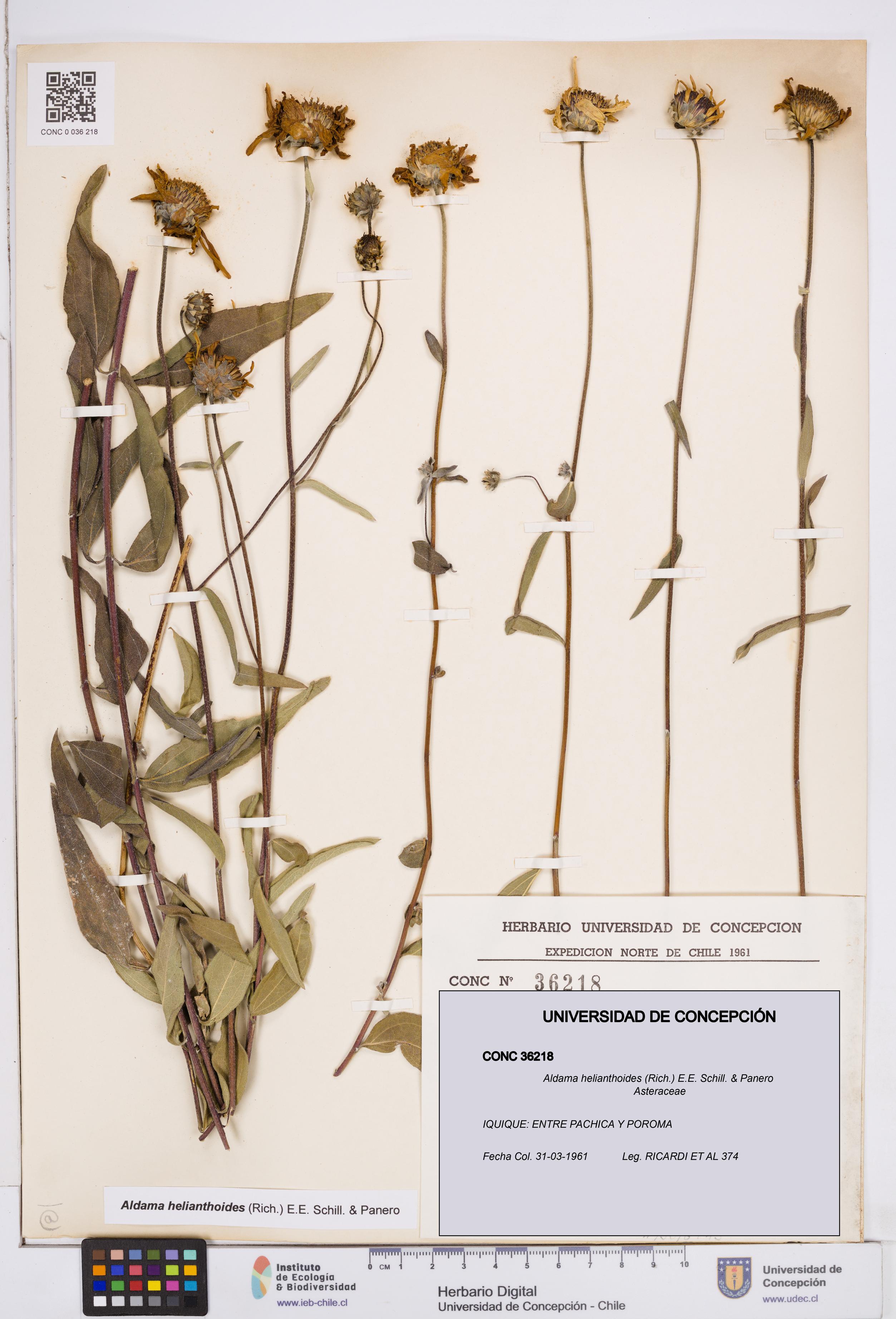 Aldama helianthoides [Espécimen: ]
