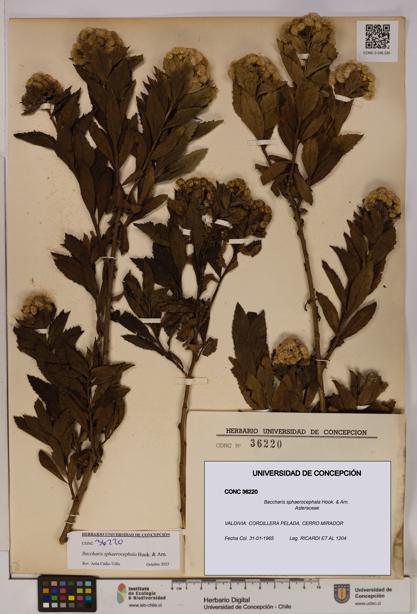 Baccharis sphaerocephala [Espécimen: UDEC:CONC:0036220]