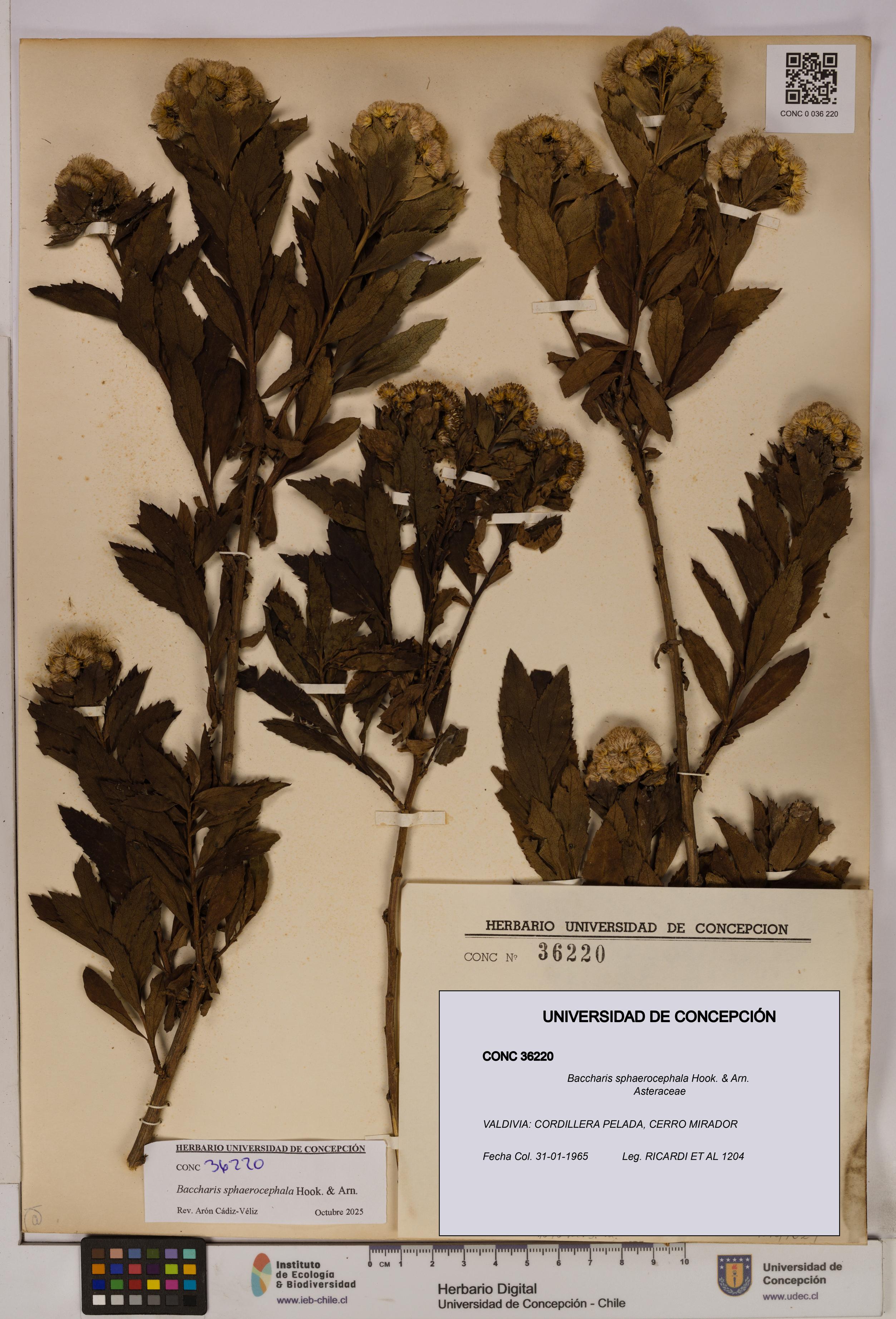 Baccharis sphaerocephala [Espécimen: UDEC:CONC:0036220]