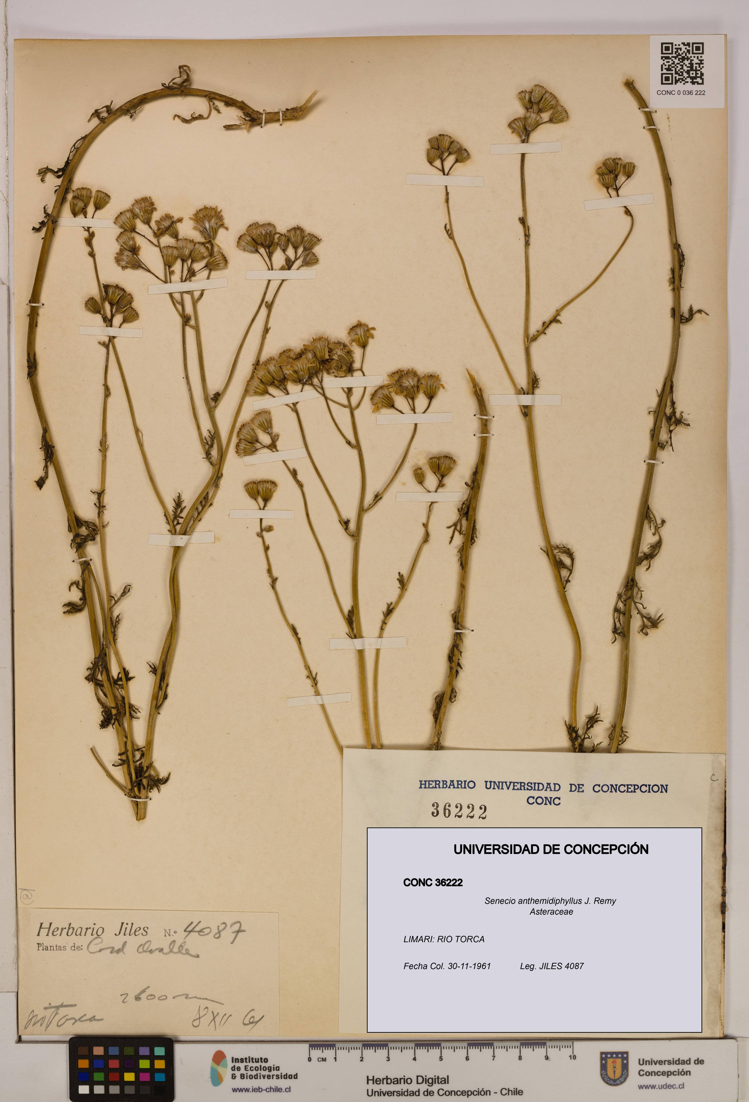 Senecio anthemidiphyllus [Espécimen: UDEC:CONC:0036222]
