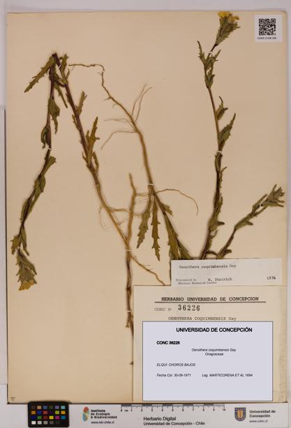 Oenothera coquimbensis [Espécimen: UDEC:CONC:0036226]