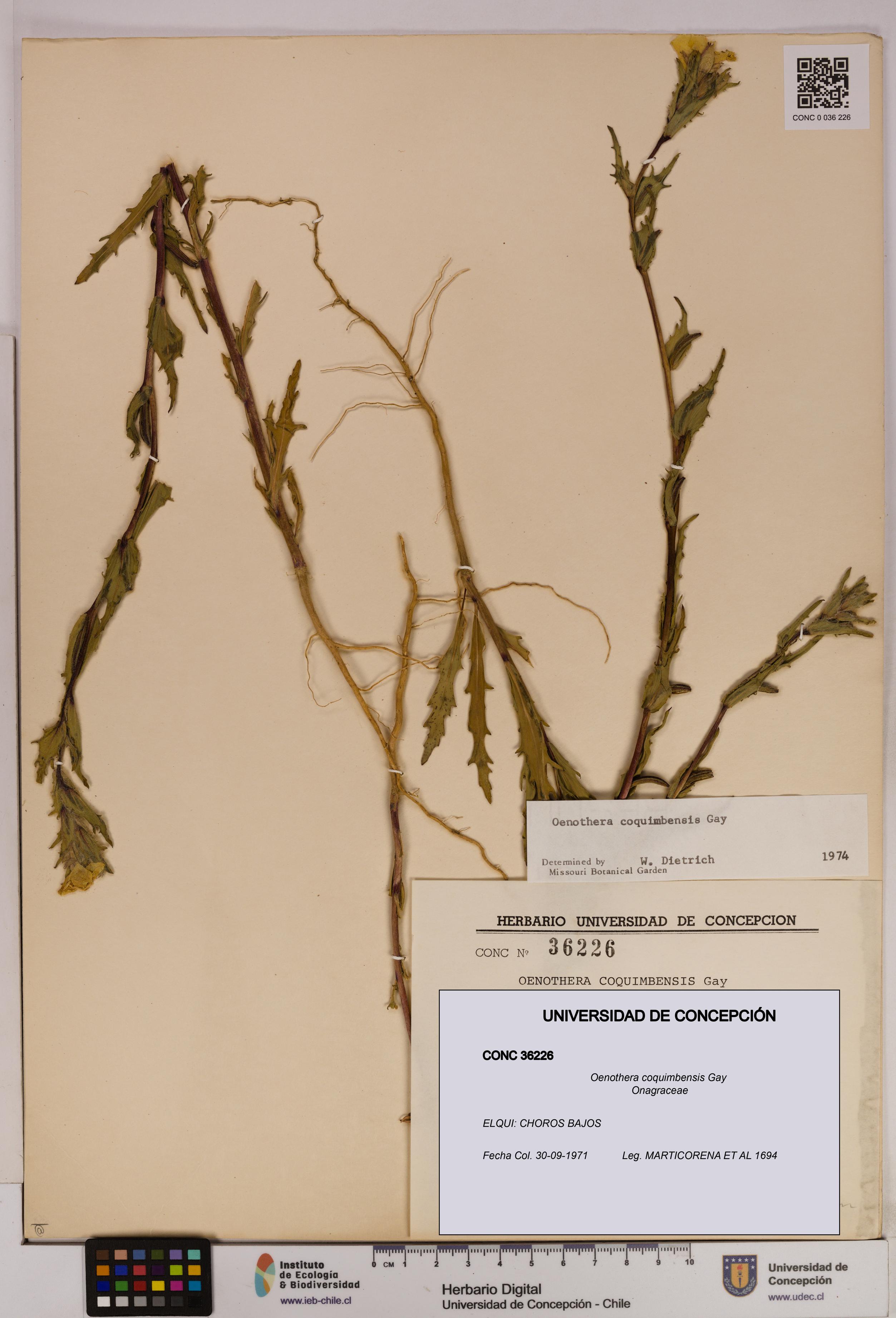 Oenothera coquimbensis [Espécimen: UDEC:CONC:0036226]