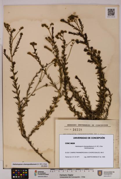 Heliotropium chenopodiaceum [Espécimen: UDEC:CONC:0036228]