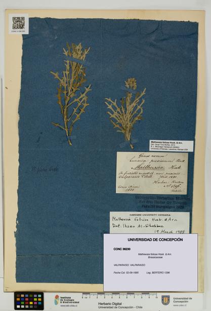 Mathewsia foliosa [Espécimen: UDEC:CONC:0036230]