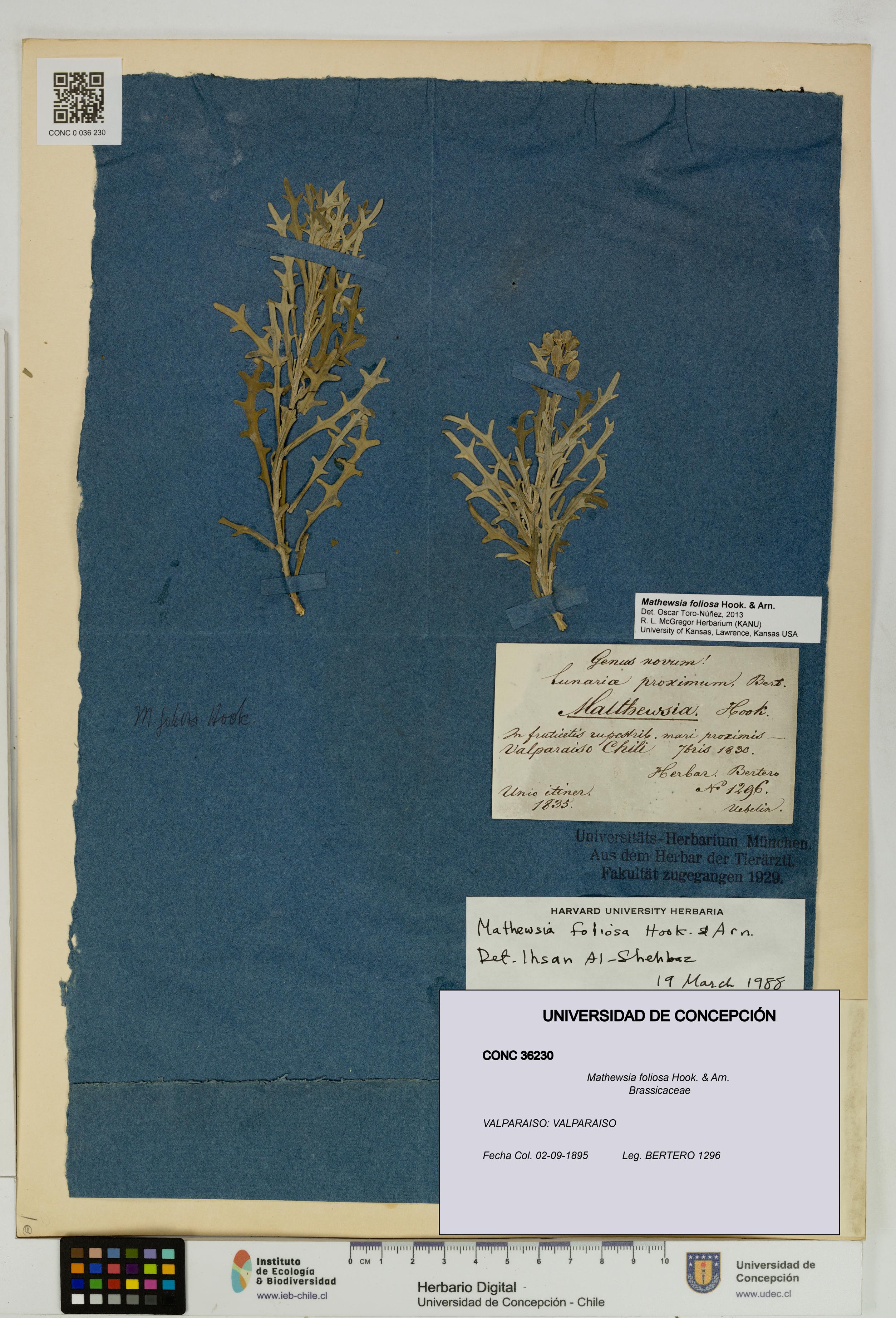 Mathewsia foliosa [Espécimen: UDEC:CONC:0036230]