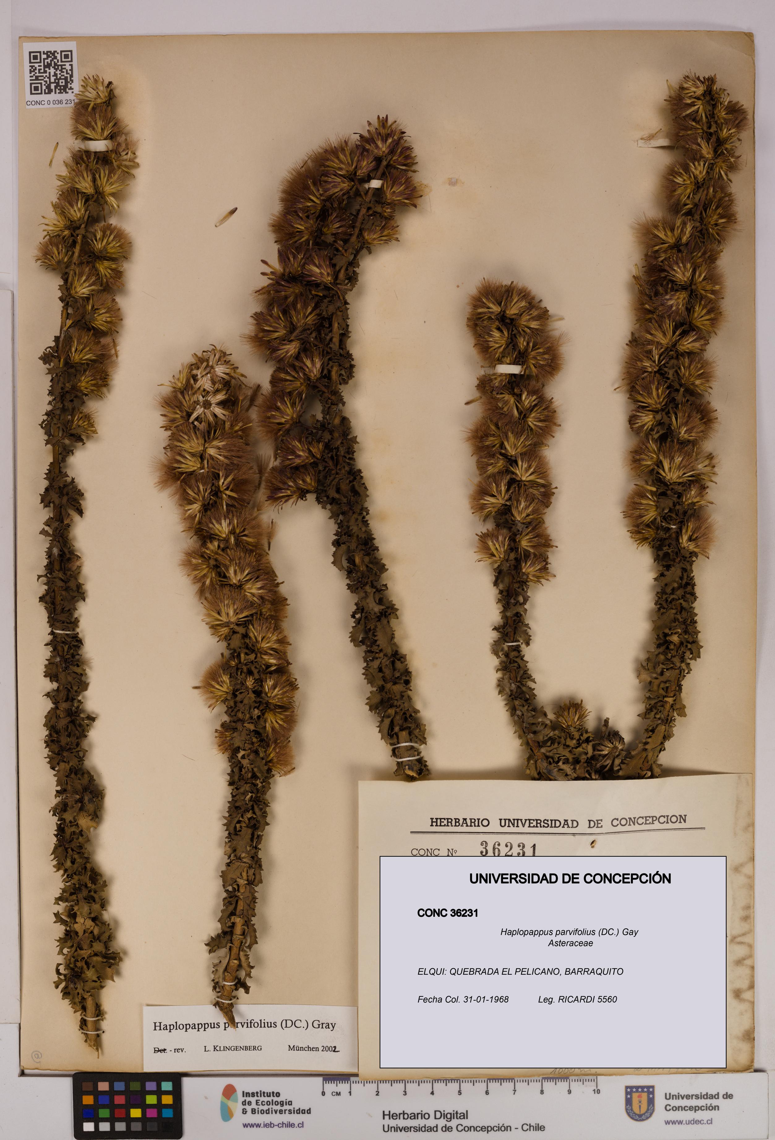 Haplopappus parvifolius [Espécimen: UDEC:CONC:0036231]