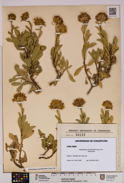 Haplopappus grindelioides [Espécimen: UDEC:CONC:0036233]