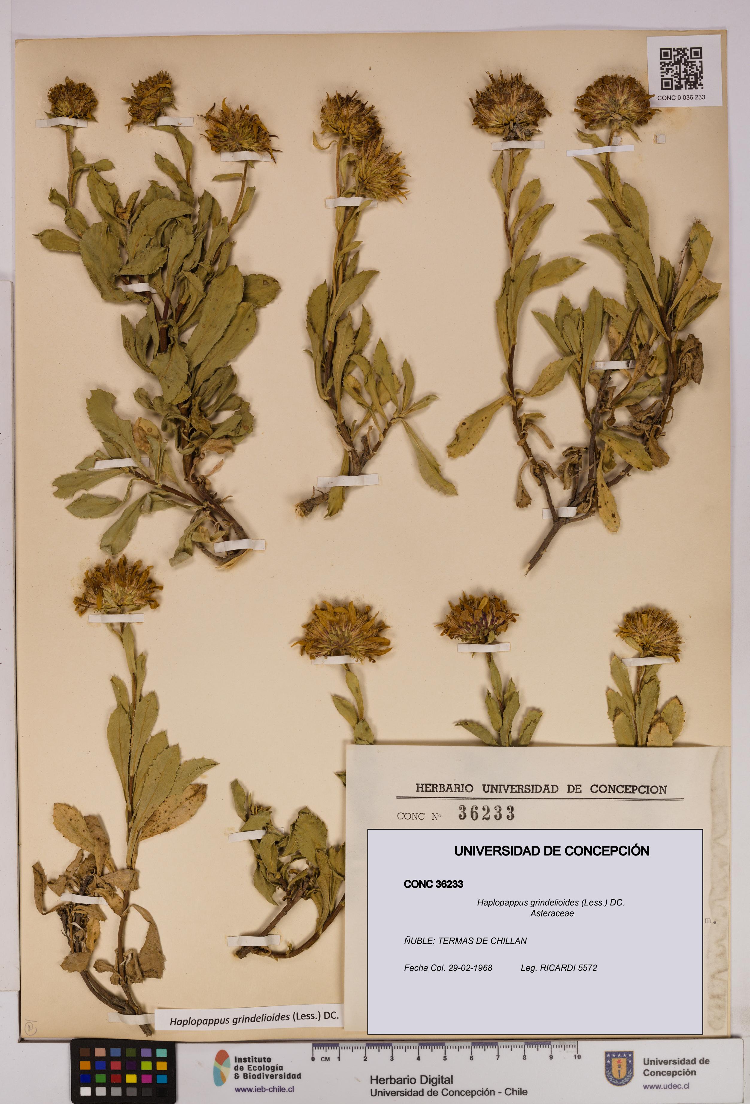 Haplopappus grindelioides [Espécimen: UDEC:CONC:0036233]