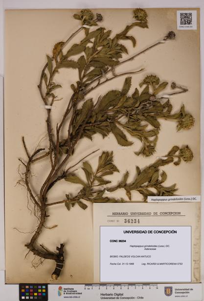 Haplopappus grindelioides [Espécimen: UDEC:CONC:0036234]