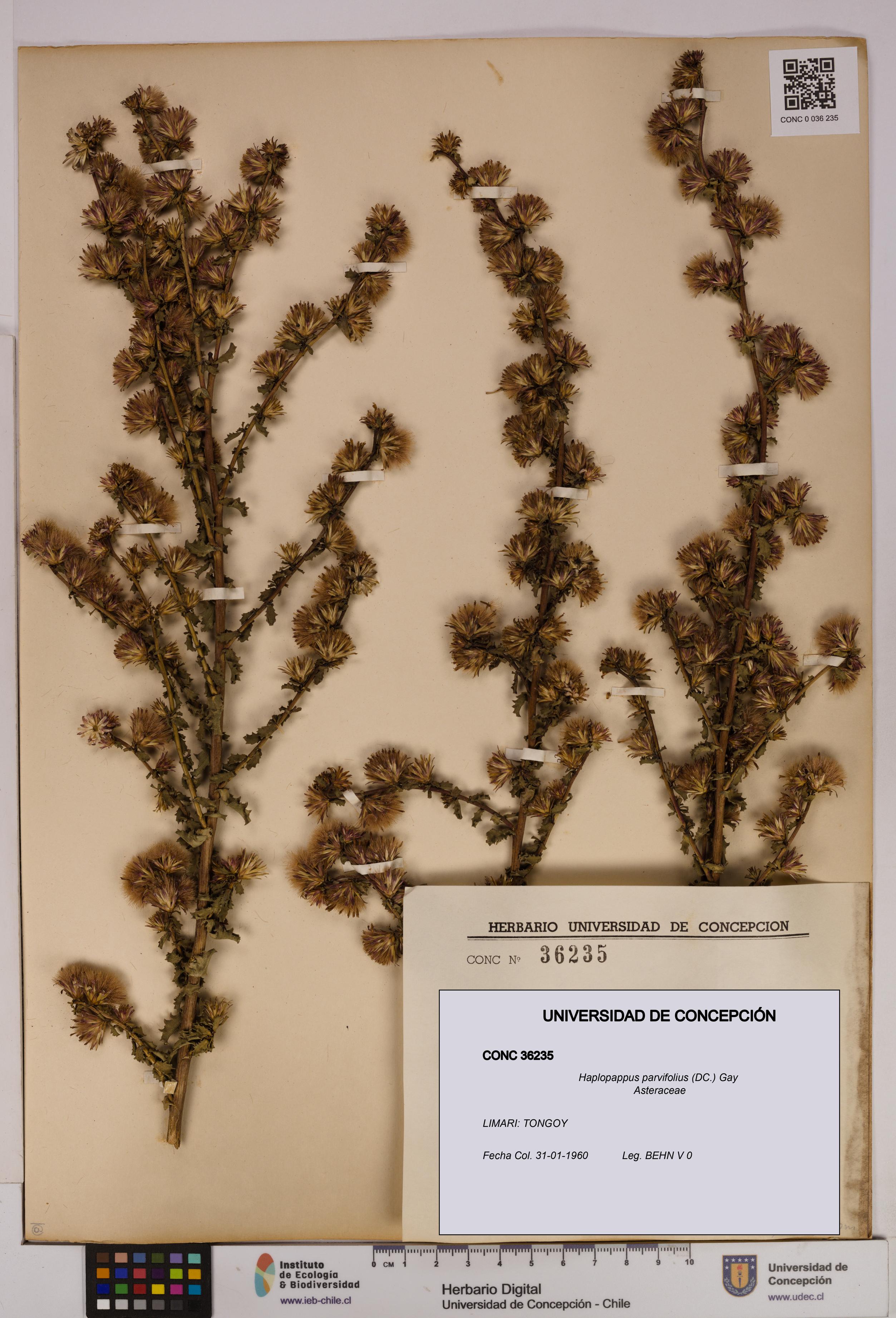 Haplopappus parvifolius [Espécimen: UDEC:CONC:0036235]