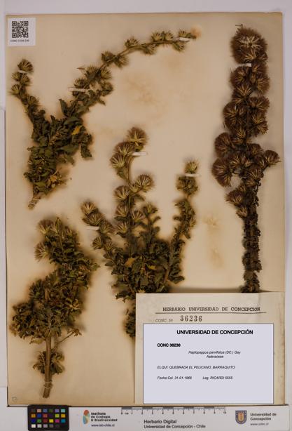 Haplopappus parvifolius [Espécimen: UDEC:CONC:0036236]