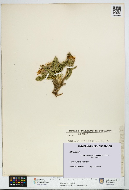 Perezia carthamoides [Espécimen: UDEC:CONC:0036237]