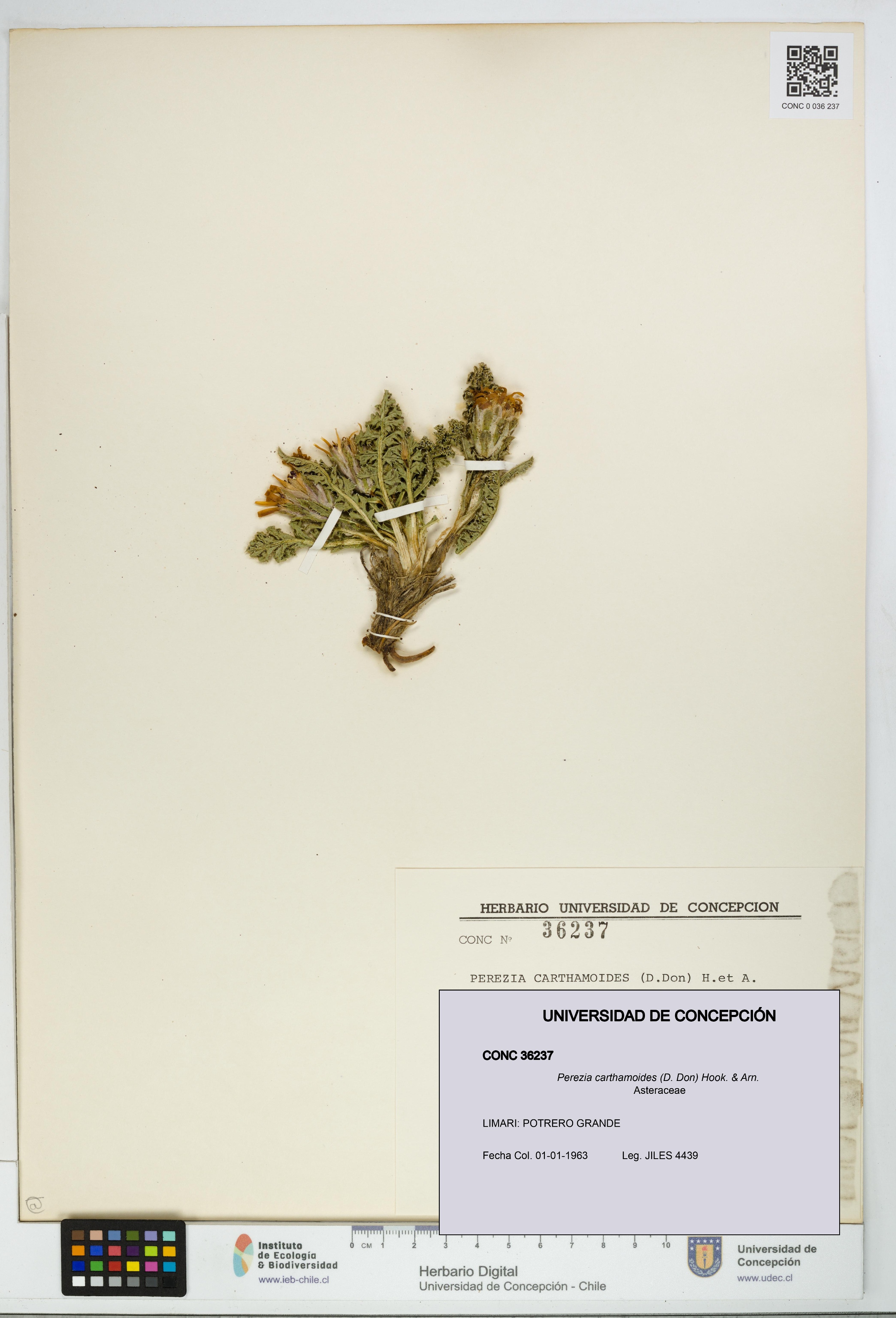 Perezia carthamoides [Espécimen: UDEC:CONC:0036237]