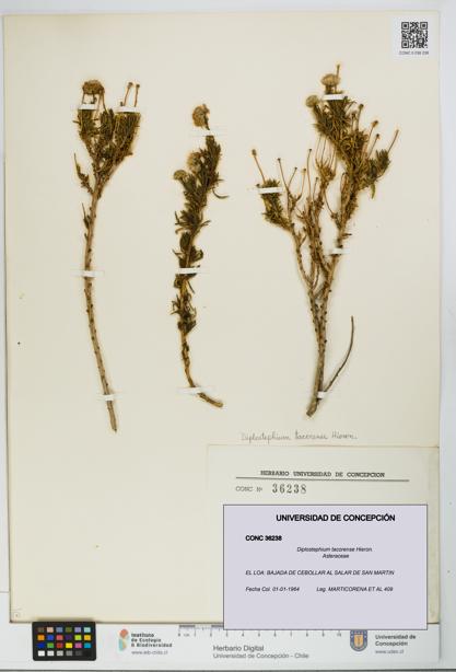 Diplostephium tacorense [Espécimen: UDEC:CONC:0036238]