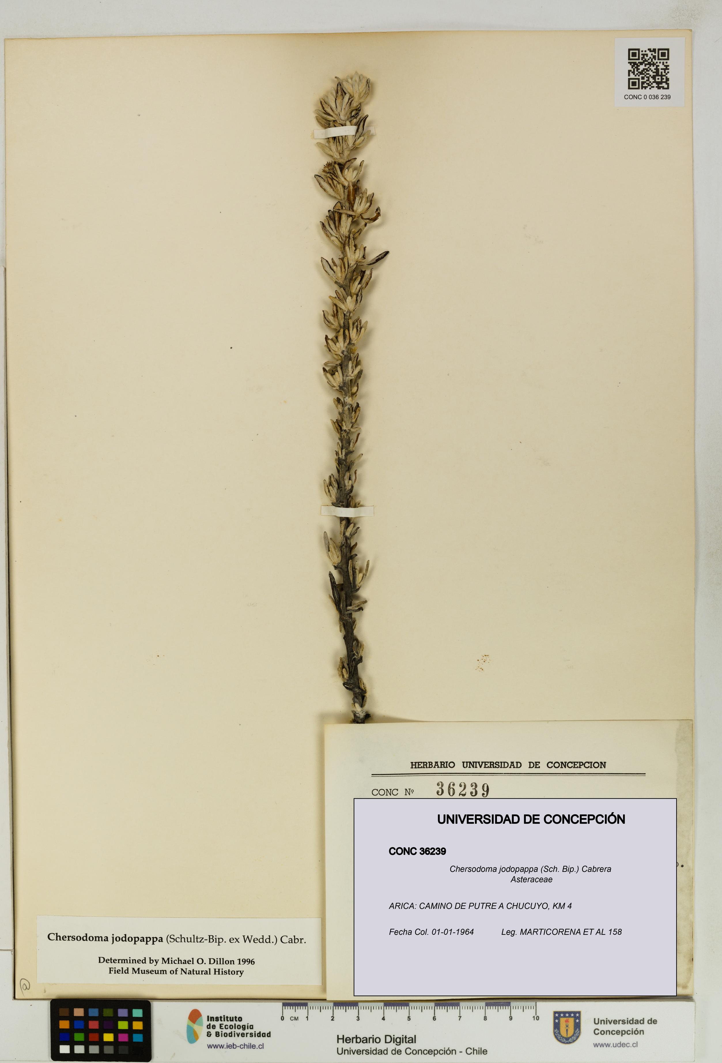 Chersodoma jodopappa [Espécimen: UDEC:CONC:0036239]