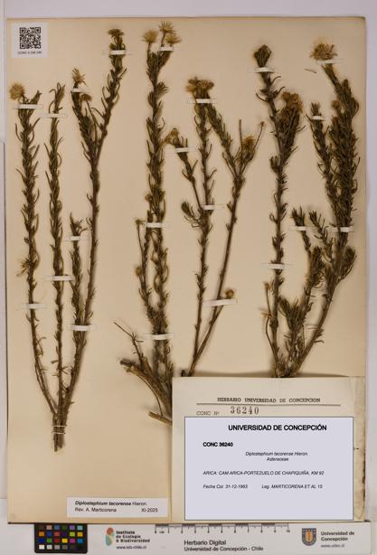 Diplostephium tacorense [Espécimen: UDEC:CONC:0036240]