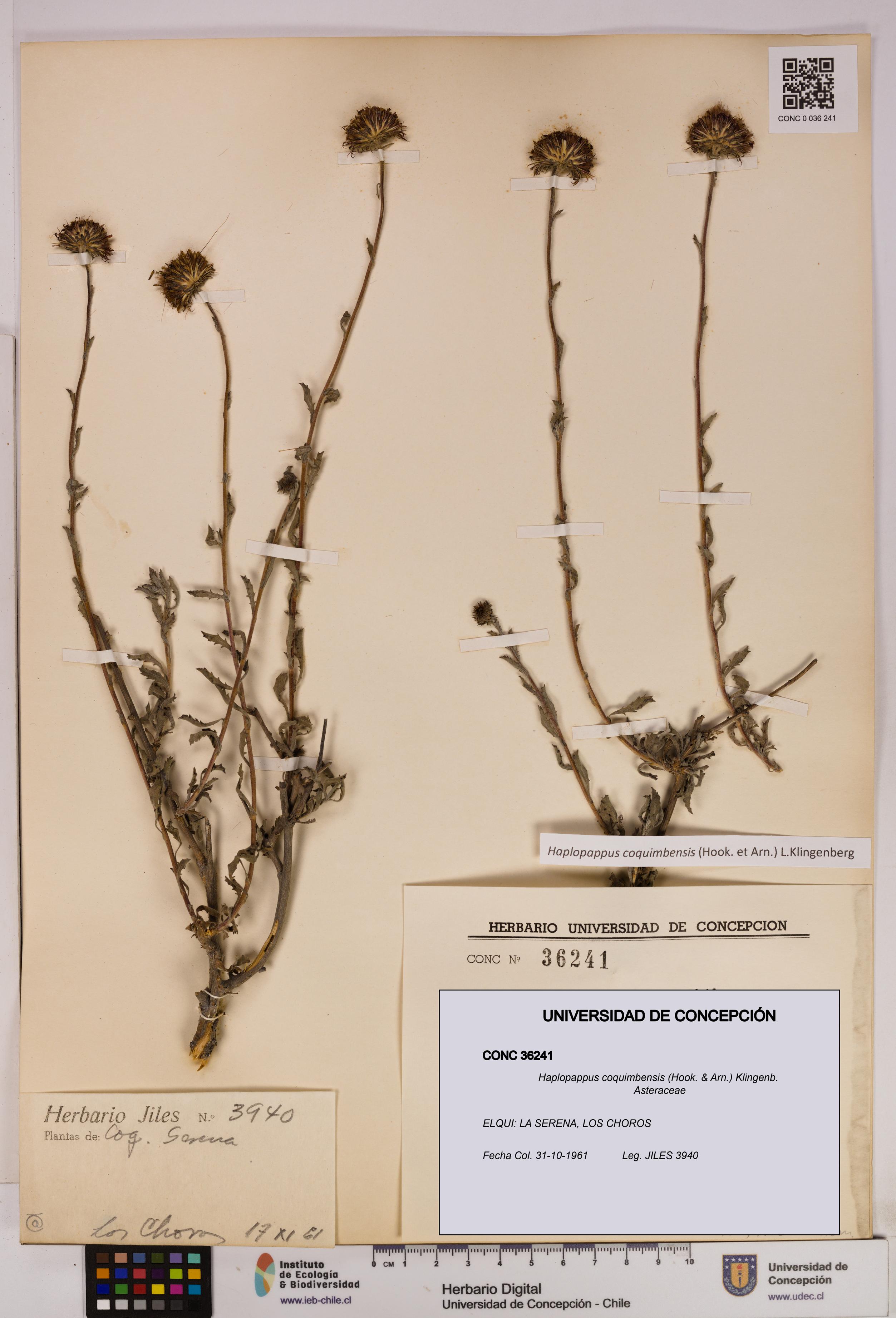 Haplopappus coquimbensis [Espécimen: UDEC:CONC:0036241]