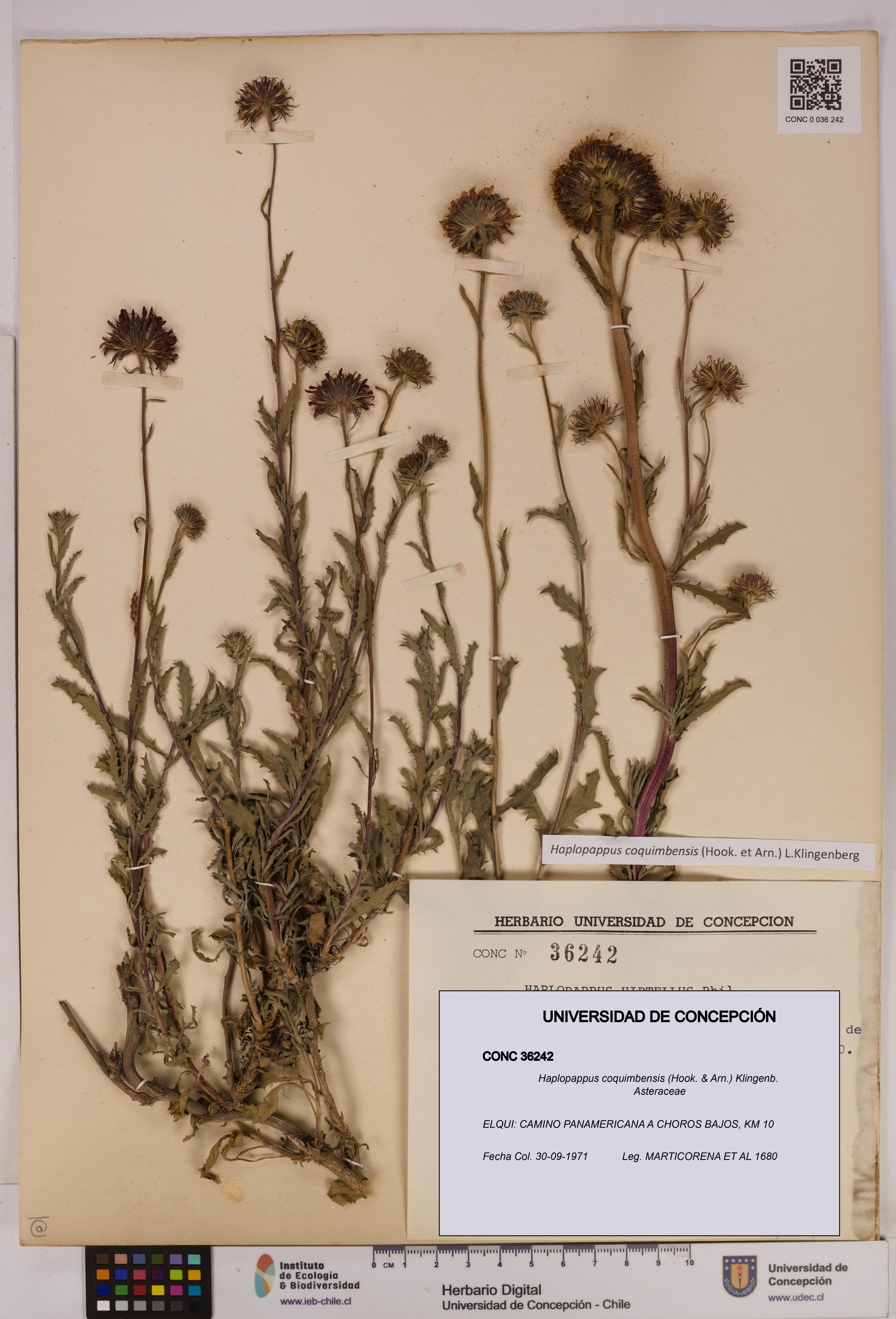 Haplopappus coquimbensis [Espécimen: UDEC:CONC:0036242]