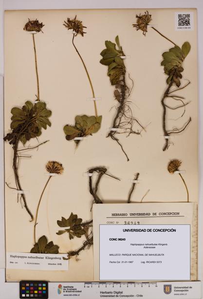 Haplopappus nahuelbutae [Espécimen: UDEC:CONC:0036243]