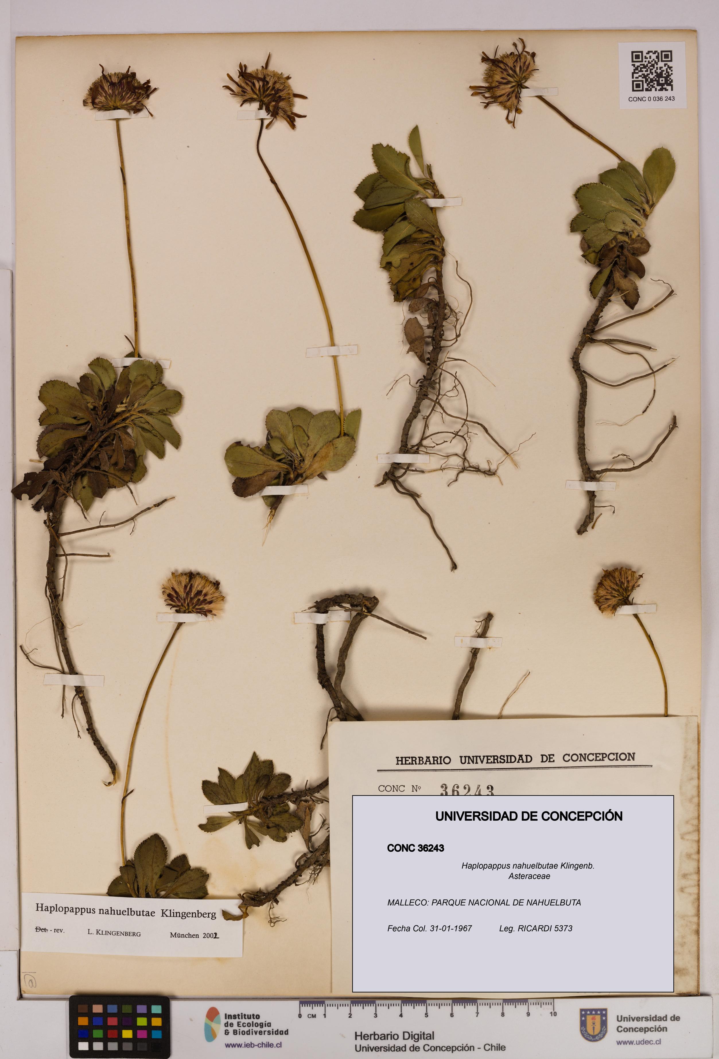Haplopappus nahuelbutae [Espécimen: UDEC:CONC:0036243]