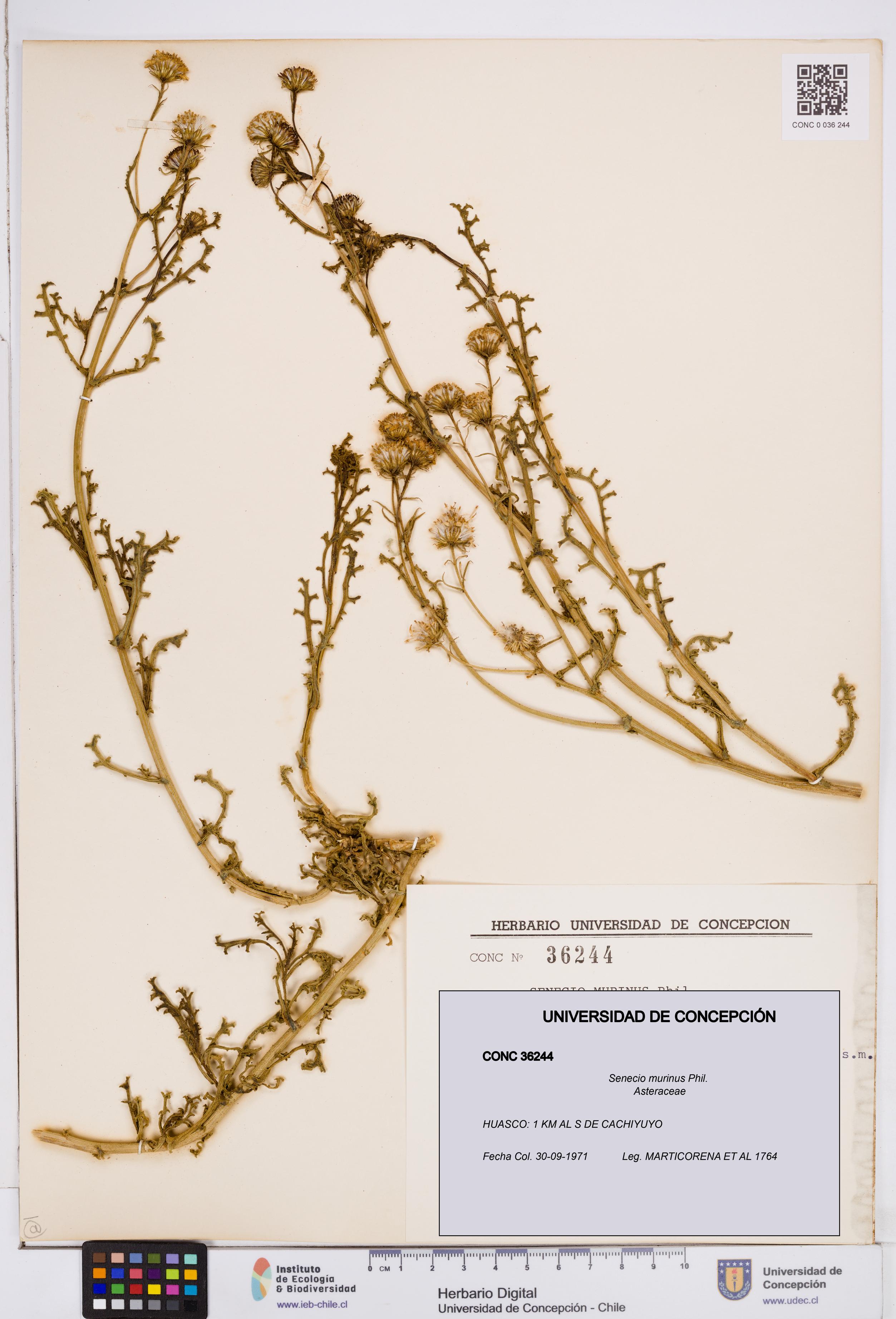 Senecio murinus [Espécimen: ]