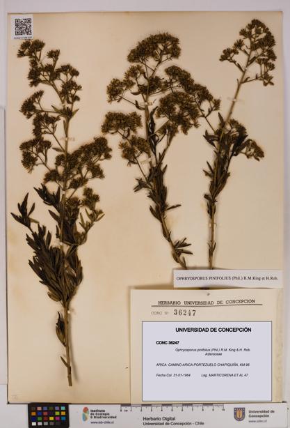 Ophryosporus pinifolius [Espécimen: UDEC:CONC:0036247]