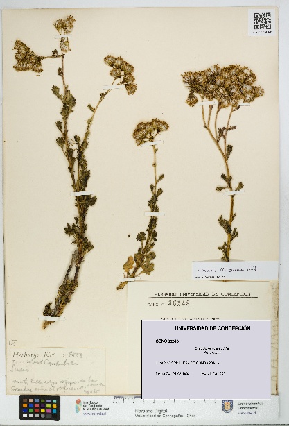 Senecio illapelinus [Espécimen: UDEC:CONC:0036248]