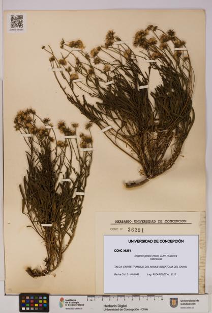 Erigeron gilliesii [Espécimen: UDEC:CONC:0036251]