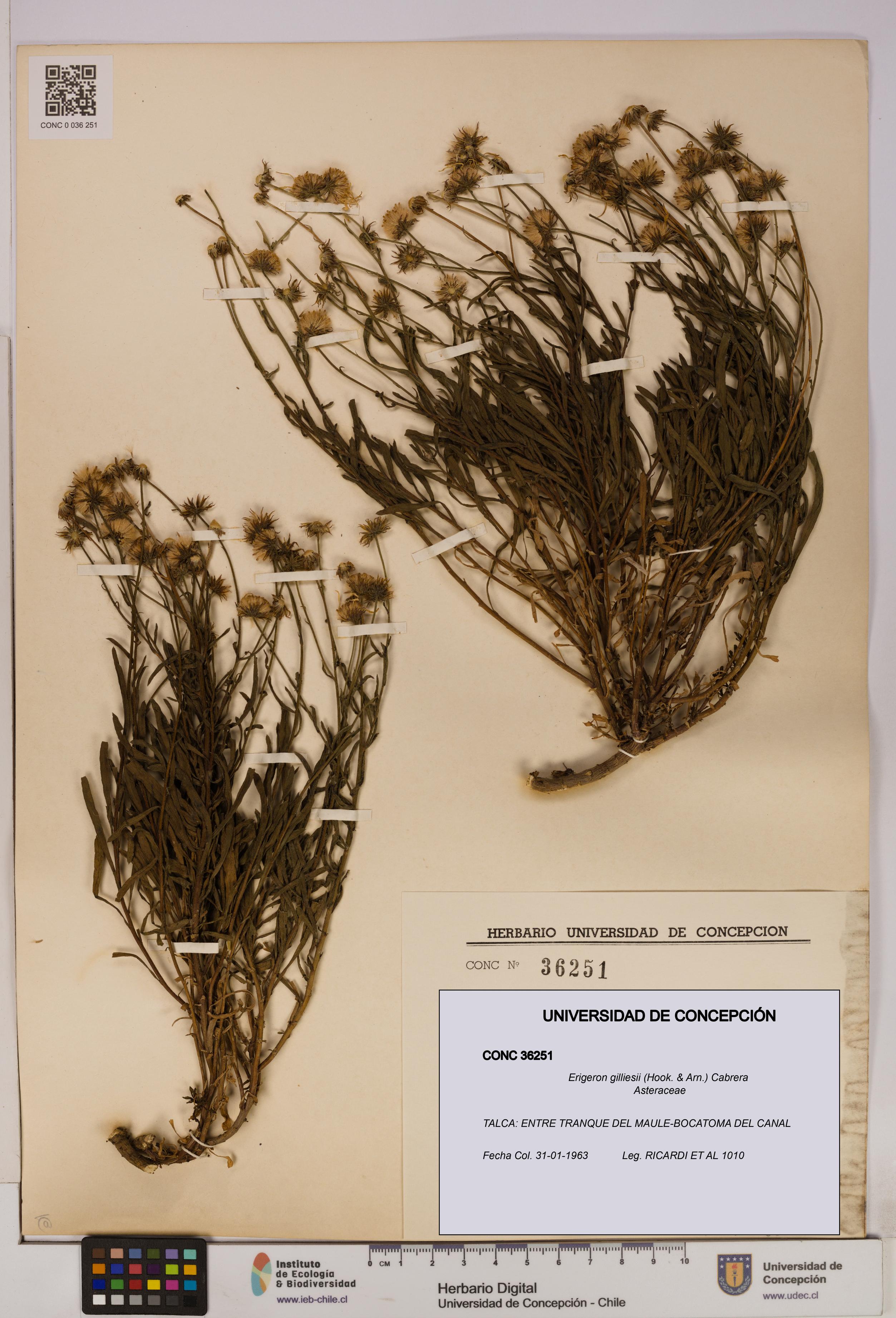 Erigeron gilliesii [Espécimen: UDEC:CONC:0036251]