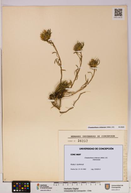 Chaetanthera chilensis [Espécimen: UDEC:CONC:0036257]