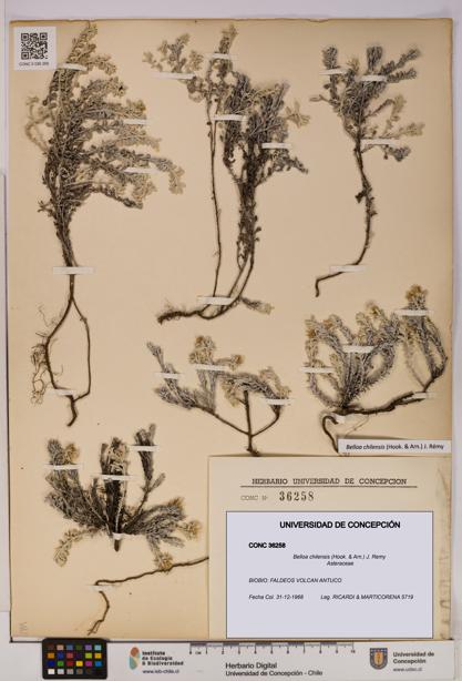 Belloa chilensis [Espécimen: UDEC:CONC:0036258]