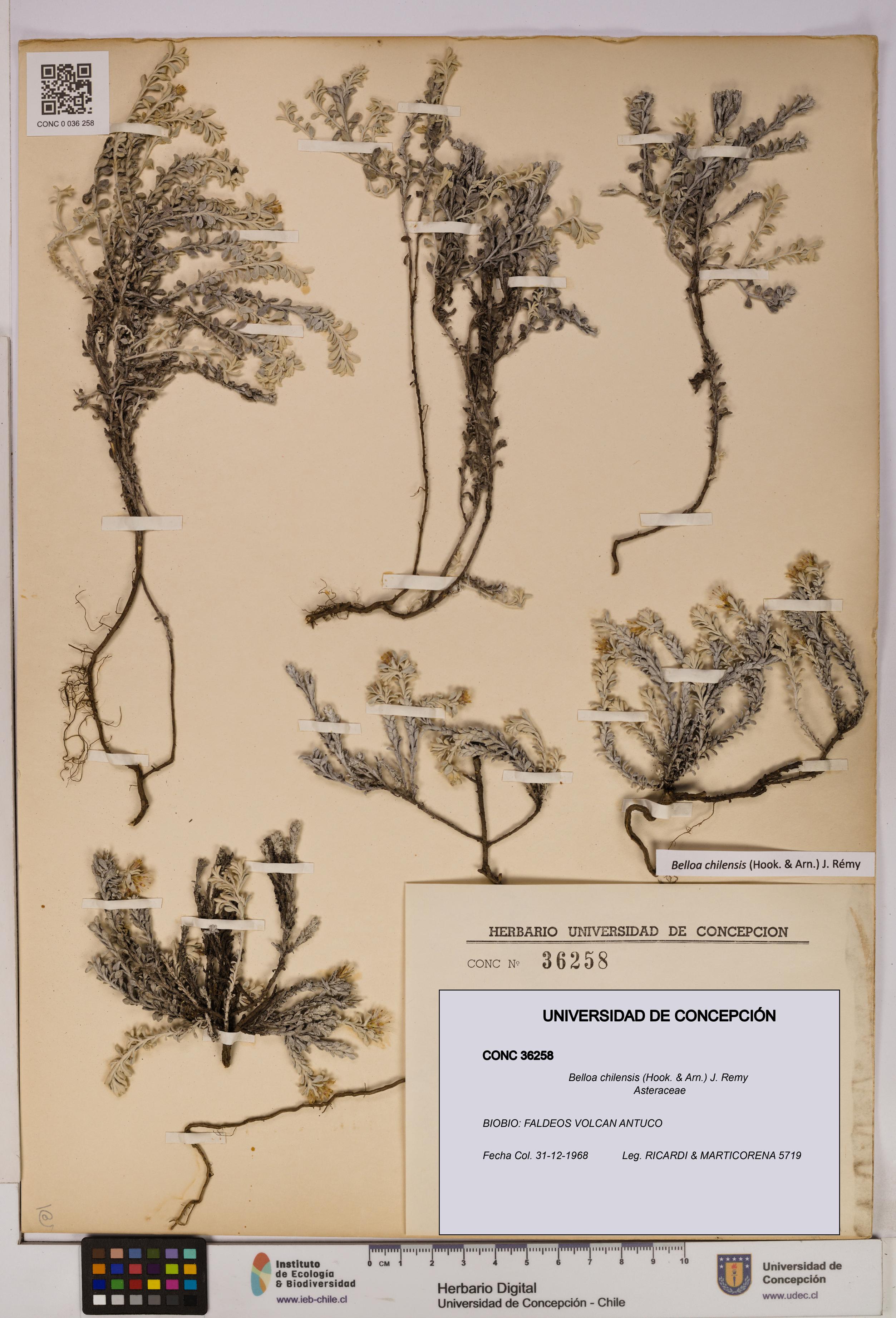 Belloa chilensis [Espécimen: UDEC:CONC:0036258]