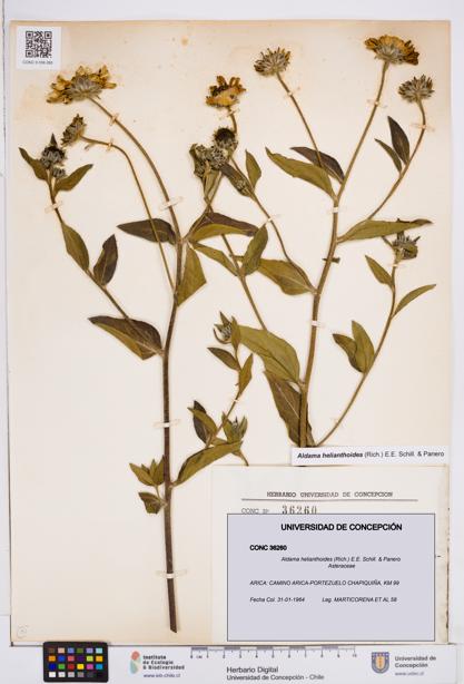 Aldama helianthoides [Espécimen: ]