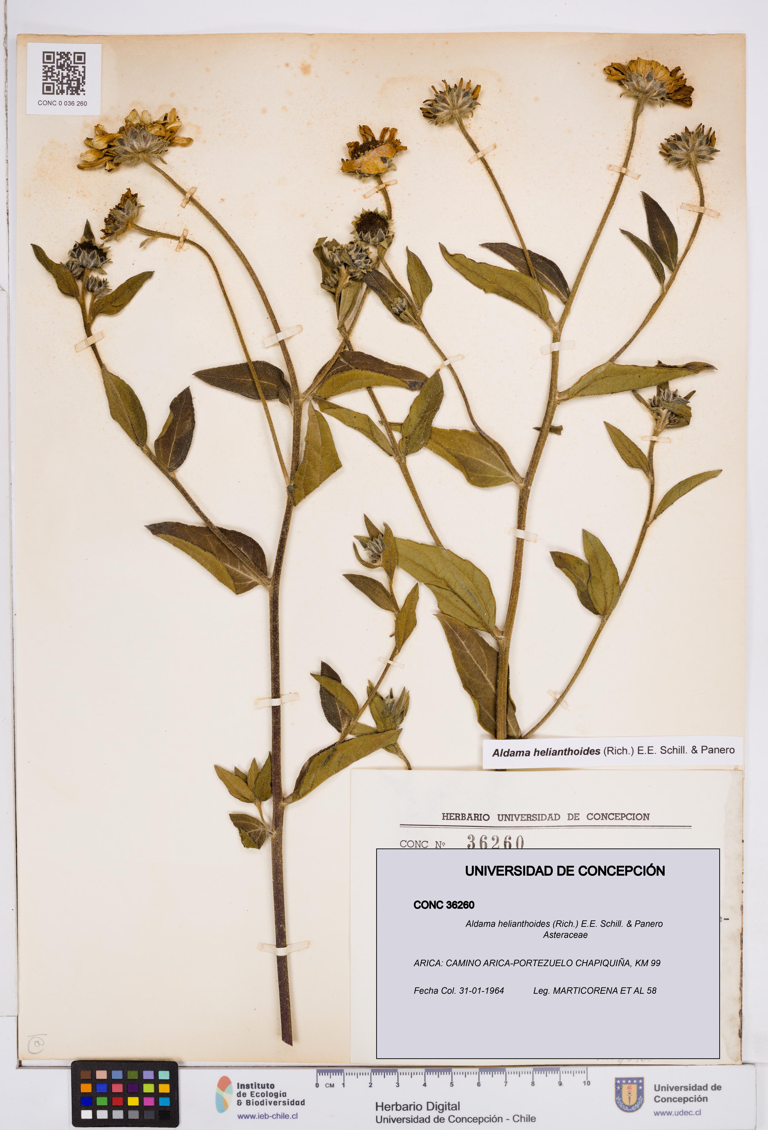 Aldama helianthoides [Espécimen: ]