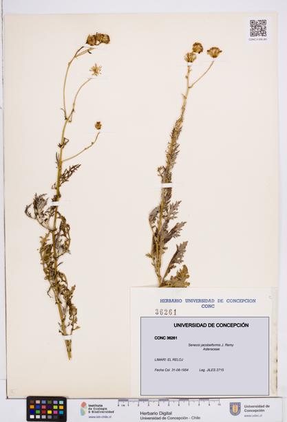 Senecio jacobeiformis [Espécimen: ]